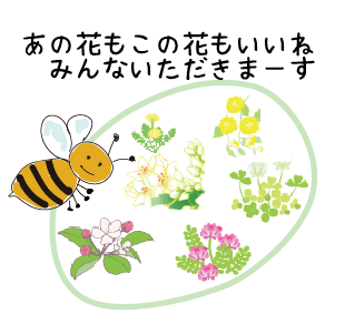 ニホンミツバチの行動2