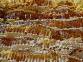 ニホンミツバチの蜂蜜